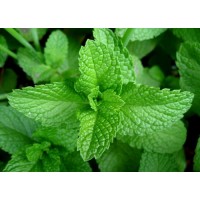 Nane Aroması ( MiNT )