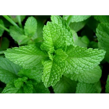 Nane Aroması ( MiNT )