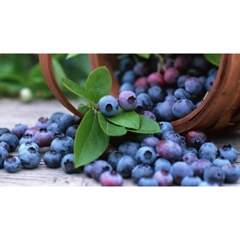 Yaban Mersini Aroması ( BLueBeRRieS )